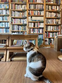 Cat sitting on table