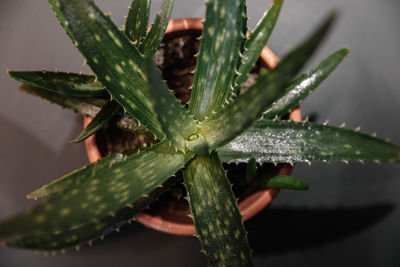 Close-up of succulent plant