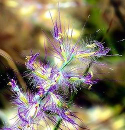 Close-up of purple flowers