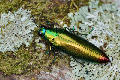 Close-up high angle view of insect