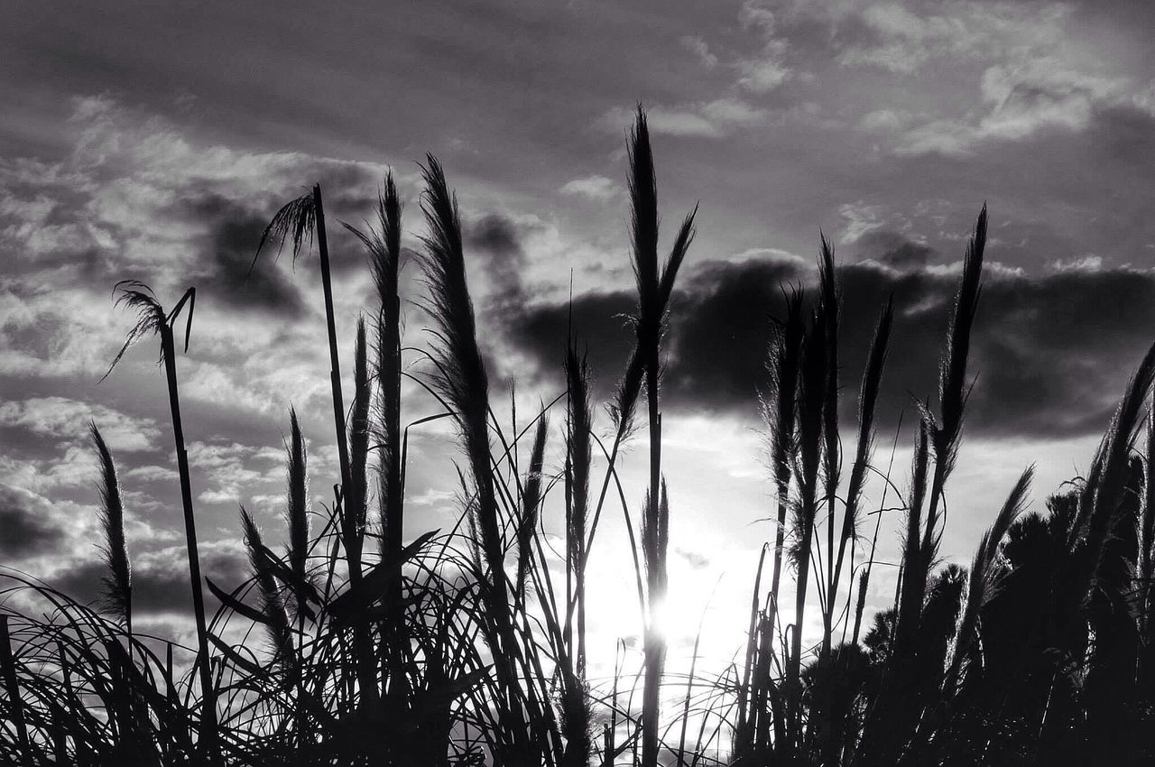 sky, plant, growth, cloud - sky, tranquility, nature, grass, beauty in nature, tranquil scene, cloud, cloudy, scenics, field, stem, focus on foreground, low angle view, growing, outdoors, close-up, no people