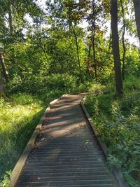 Boardwalk in forest