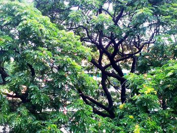 Low angle view of tree in forest