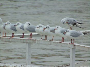 Birds on railing over calm water