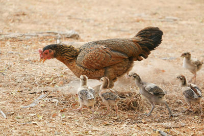 Chickens on field