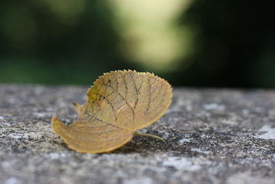 Close-up of dry leaf on land