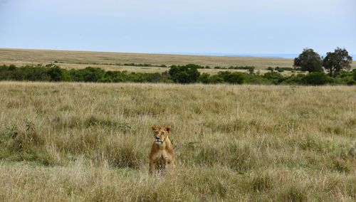 Lioness standing guard