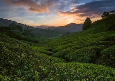 Scenic view of agricultural field against sky during sunset