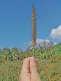 Close-up of person hand holding plants on field against sky