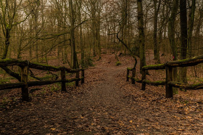 Footpath amidst trees in forest