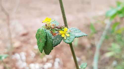 Close-up of butterfly on plant