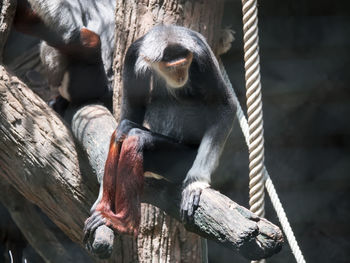 Close-up of monkey in zoo