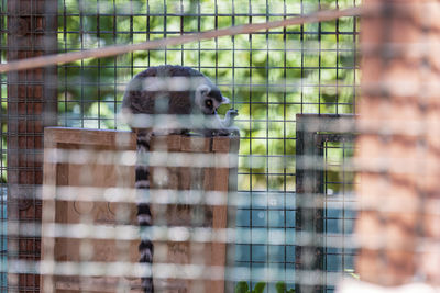 View of cat in cage