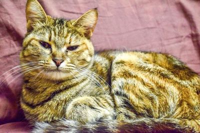Close-up portrait of a cat