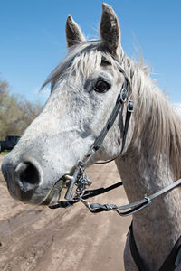 Close-up of a horse