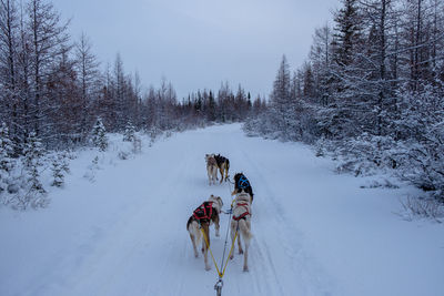 View of dog on snow covered land