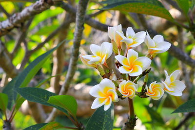 Close-up of white flowering plant