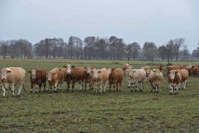 Horses in a field