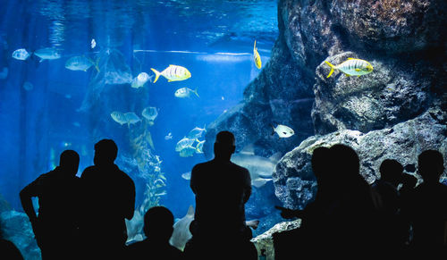 Silhouette people looking at fish in aquarium