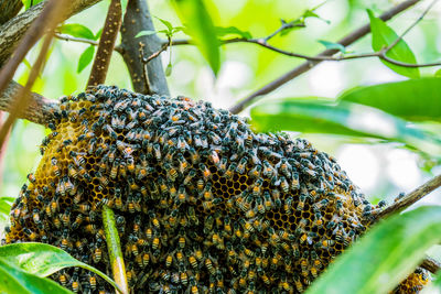 Close-up of insect on plant