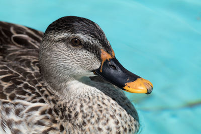 Close-up of swan swimming on lake