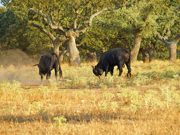 Elephants on field