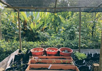 Potted plants in greenhouse