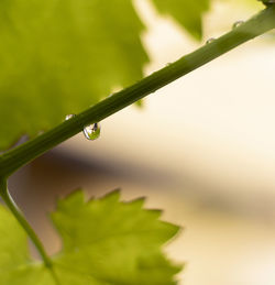 Close-up of wet plant leaves