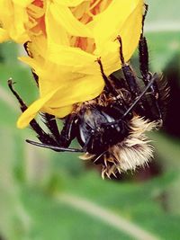 Close-up of bee pollinating on flower