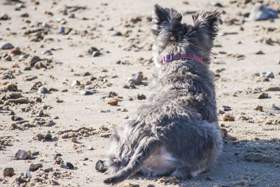 Full length of a cat on beach