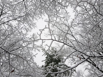 Low angle view of bare tree against sky