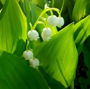 Close-up of fresh white flowering plants