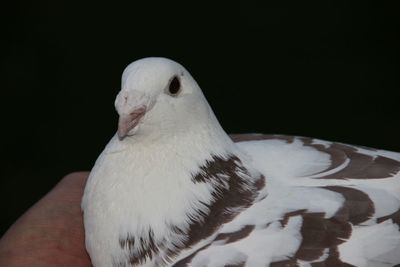 Close-up of hand feeding bird against black background