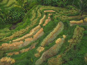 High angle view of rice field