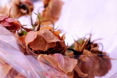 Close-up of wilted rose