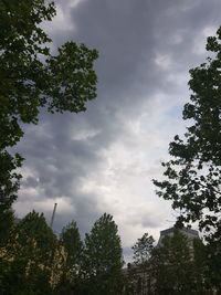 Low angle view of trees against sky