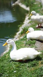 Close-up of swan swimming on lake