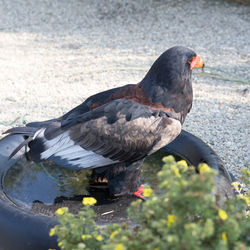 Close-up of bird perching on ground