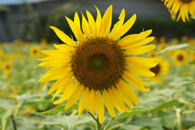 Close-up of sunflower