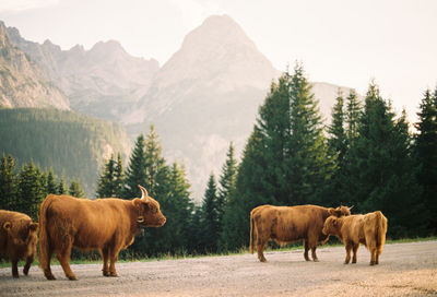 Cows in front of mountain range in ehrwald, austria in late summer. shot on 35mm kodak film.