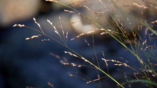 Close-up of grass on field against sky