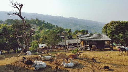 View of sheep on field by trees against sky
