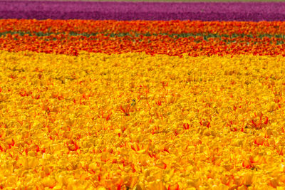 Full frame shot of flowering plants on field