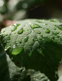 Close-up of water drops on leaf