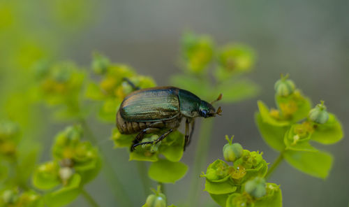 Close-up of insect on plant