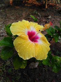 Close-up of wet yellow flower blooming outdoors