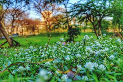 Close-up of fresh flower tree in field