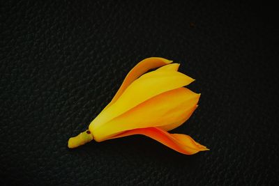 Close-up of yellow flower over black background