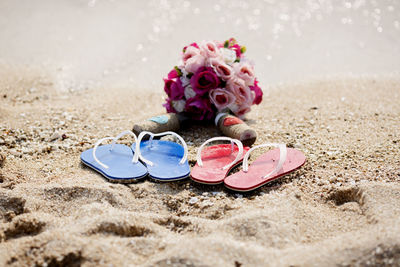 Close-up of pink flowers on beach