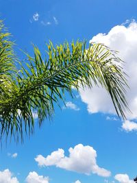 Low angle view of palm tree against blue sky